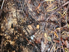 Scolopocryptops spinicaudus