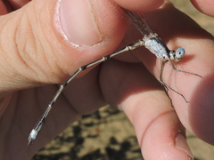Lestes australis