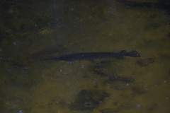 Lepisosteus platyrhincus