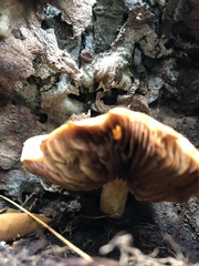 Pluteus leoninus