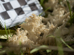 Hericium clathroides