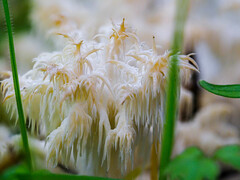 Hericium clathroides