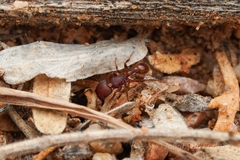 Pogonomyrmex pima