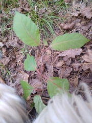 Cephalanthus occidentalis