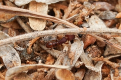 Pogonomyrmex pima