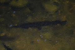 Lepisosteus platyrhincus