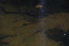 Mayaheros urophthalmus