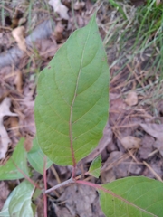 Cephalanthus occidentalis