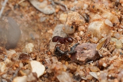 Pogonomyrmex pima