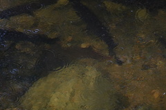 Mayaheros urophthalmus