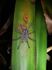 Pachistopelma rufonigrum
