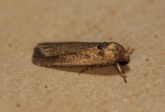 Athetis tenuis