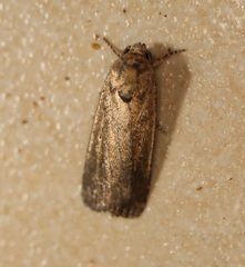 Athetis tenuis