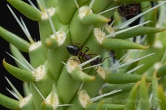 Crematogaster opuntiae