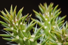 Crematogaster opuntiae