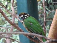 Ailuroedus buccoides