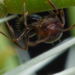 Crematogaster opuntiae