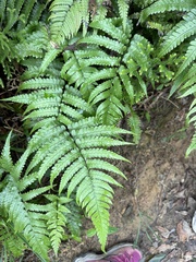 Diplazium mettenianum