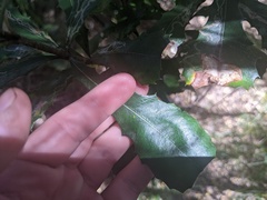 Banksia integrifolia