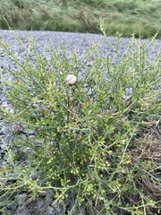 Lepidium aschersonii