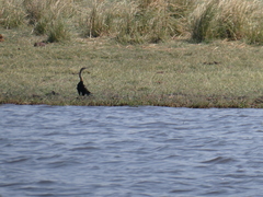 Anhinga rufa