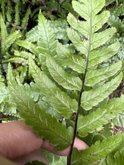 Diplazium mettenianum