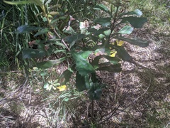 Banksia integrifolia