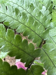 Diplazium mettenianum