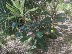Banksia integrifolia