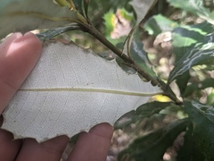 Banksia integrifolia