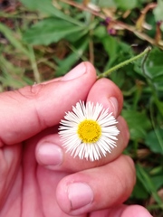 Erigeron modestus
