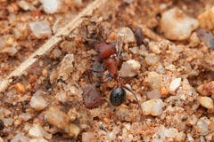 Pogonomyrmex bicolor