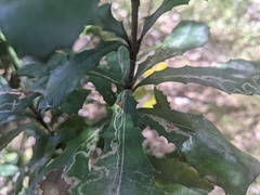 Banksia integrifolia