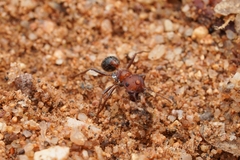 Pogonomyrmex bicolor