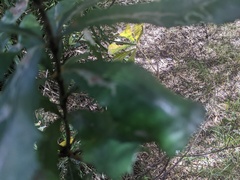 Banksia integrifolia