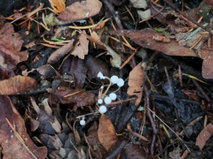 Strobilurus trullisatus