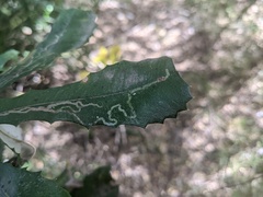 Banksia integrifolia