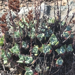 Dudleya caespitosa