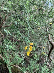 Genista canariensis image