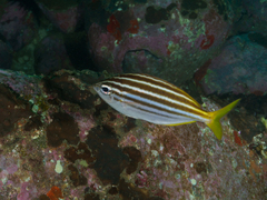 Atypichthys strigatus