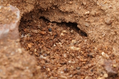 Pheidole xerophila