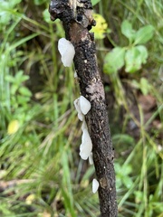 Hohenbuehelia cyphelliformis