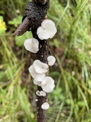 Hohenbuehelia cyphelliformis