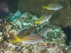 Atypichthys strigatus