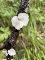 Hohenbuehelia cyphelliformis