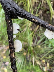 Hohenbuehelia cyphelliformis