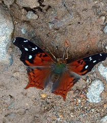 Hypanartia cinderella