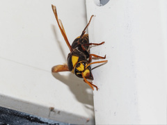 Rhynchium