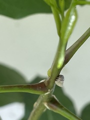 Flatidae