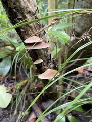 Crepidotus